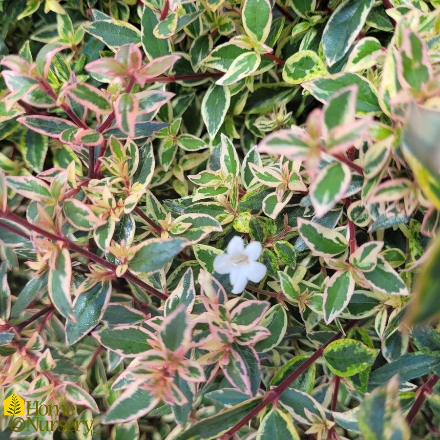 Abelia x grandiflora Vanilla Brandy™