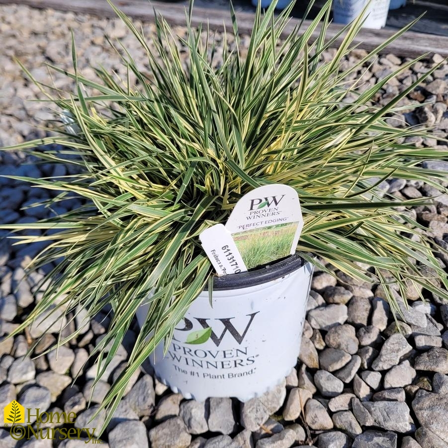 Festuca arundinacea 'Perfect Edging'