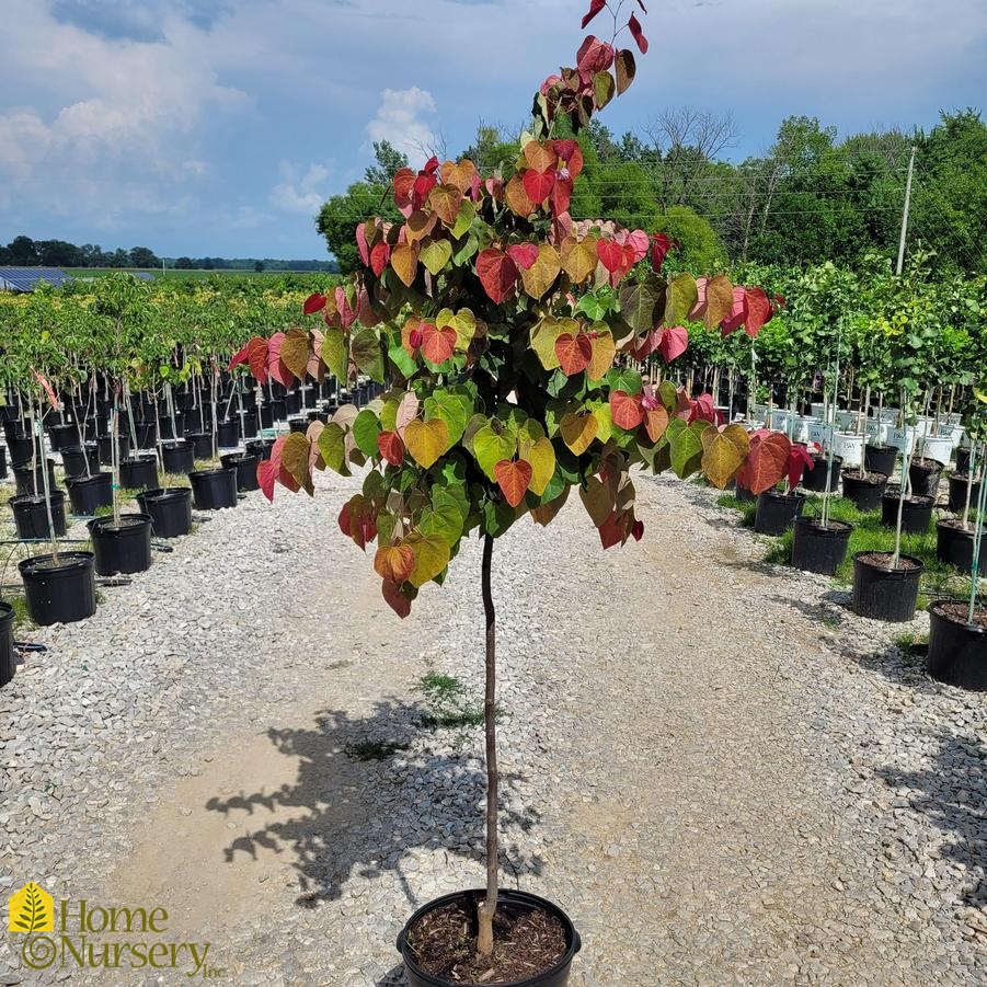 Cercis canadensis Cercis can Hearts A'Fire™