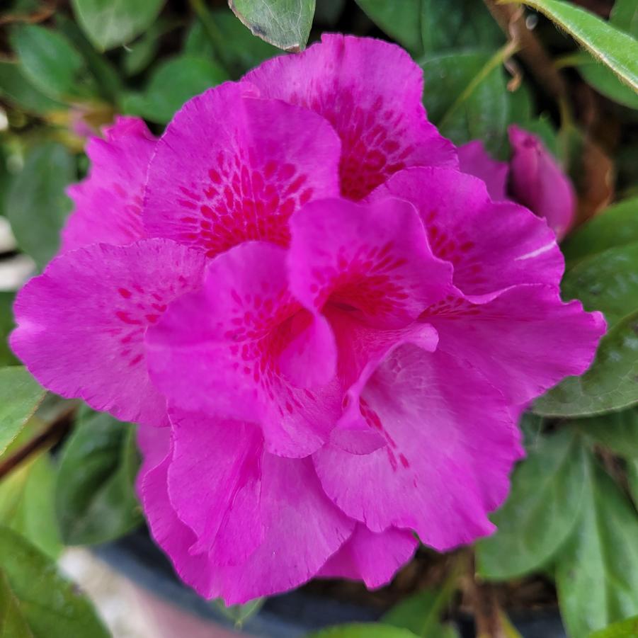 Rhododendron Encore® Autumn Majesty®