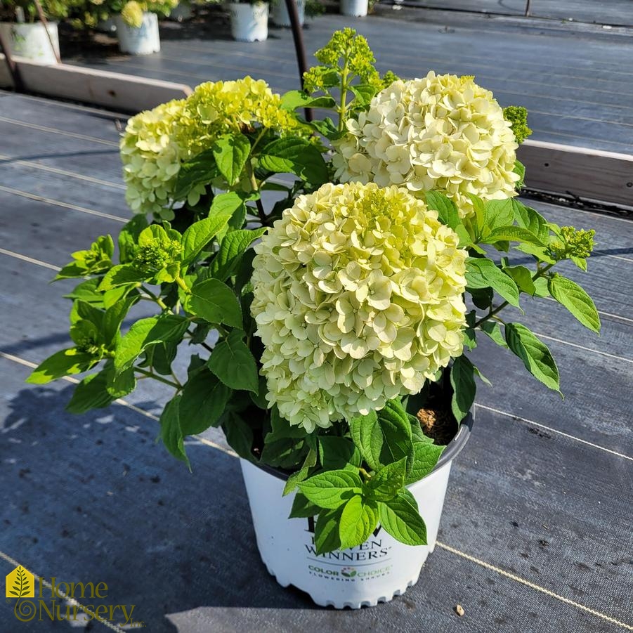 Hydrangea paniculata Powerball™