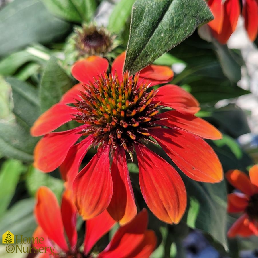 Echinacea x Sombrero® Sangrita