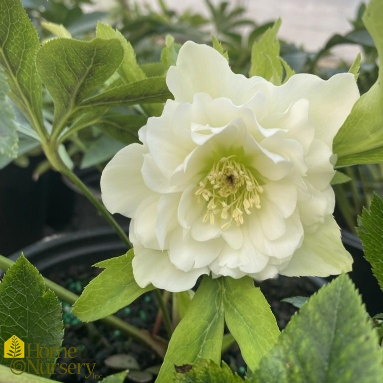 Helleborus x Wedding Party® 'Wedding Bells'