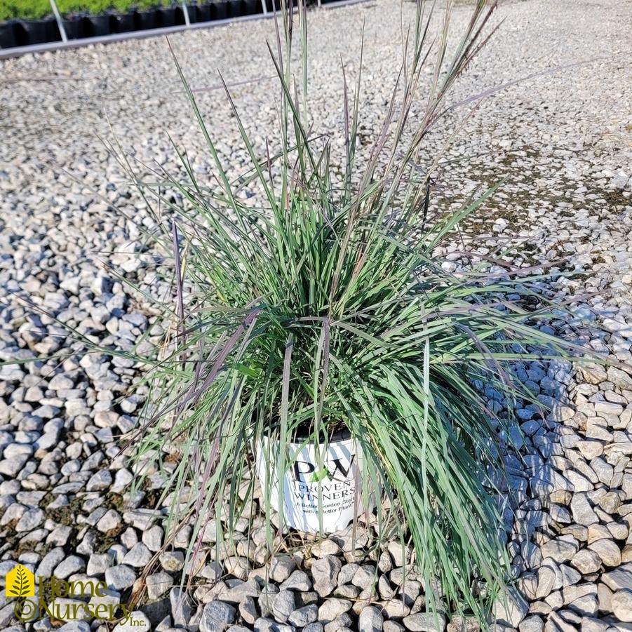 Schizachyrium scoparium Prairie Winds® 'Brush Strokes'