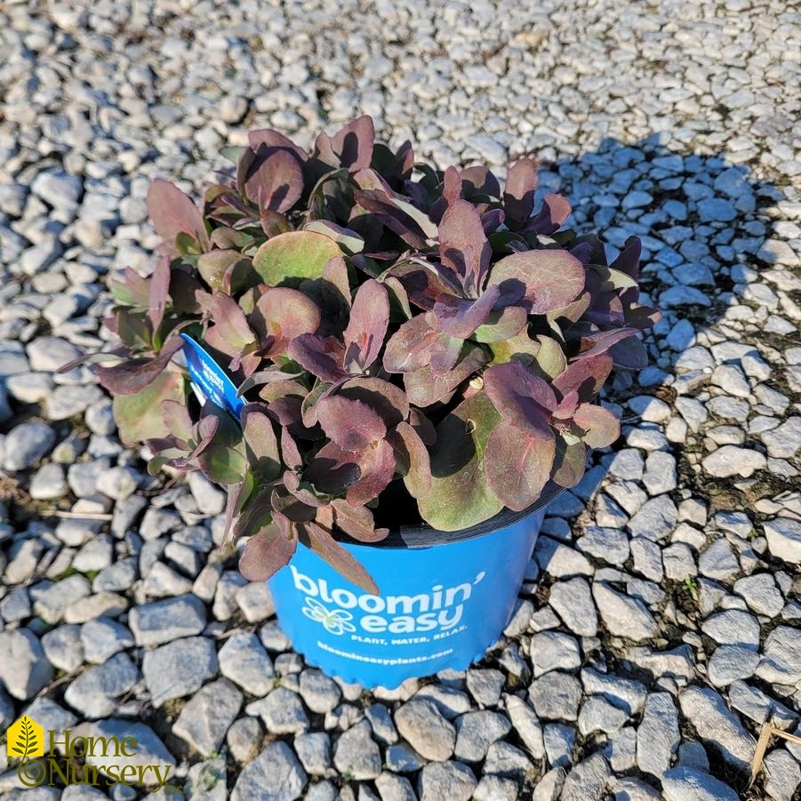 Sedum x Puff Pastry™ 'White Chocolate'