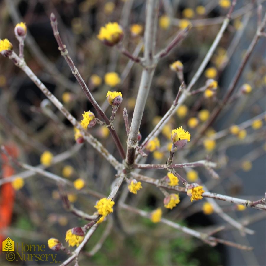 Cornus mas 