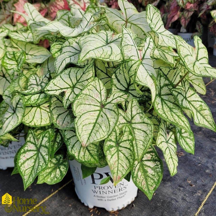 Caladium hortulanum Heart to Heart® 'Snow Drift'