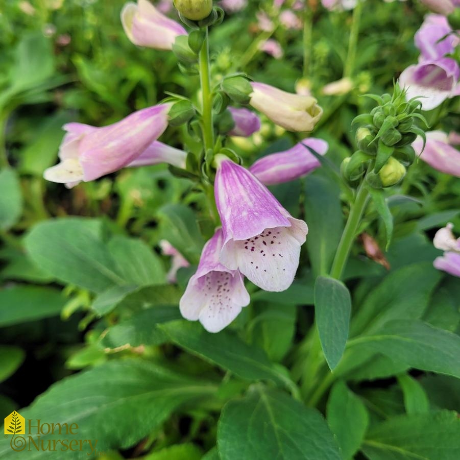 Digitalis purpurea 'Dalmatian Rose'