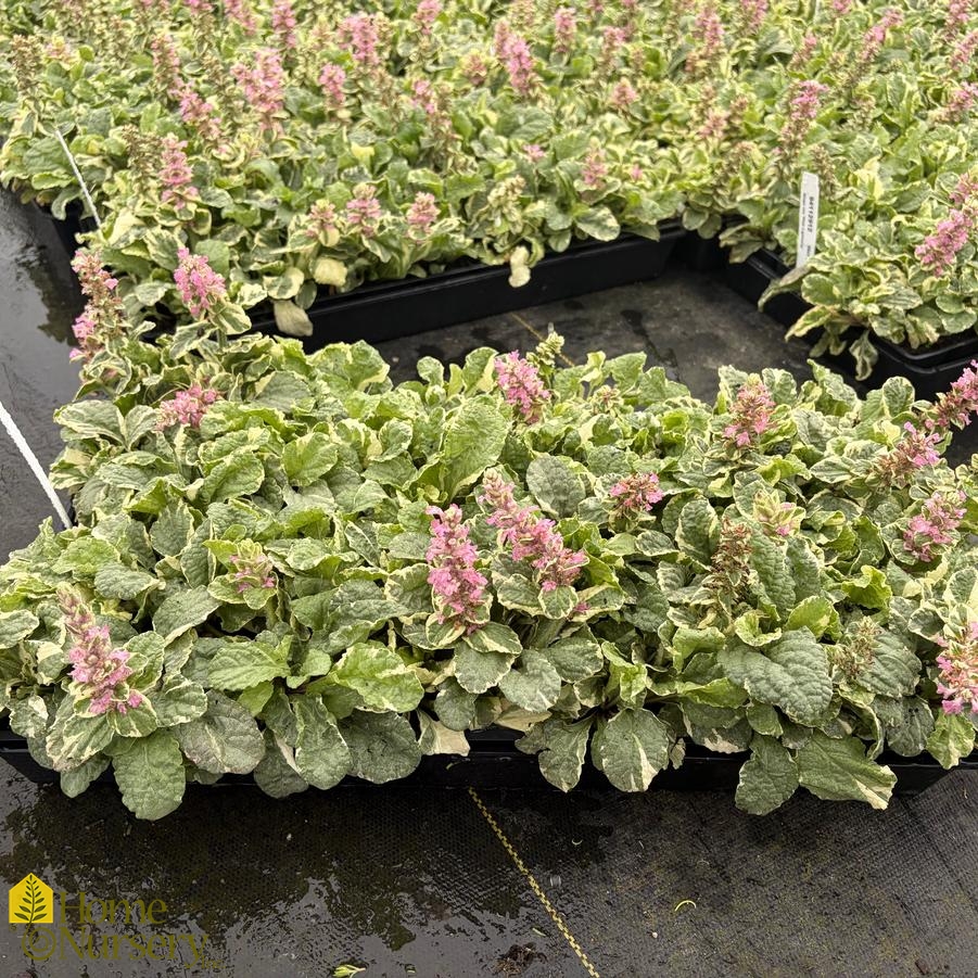 Ajuga reptans 'Pink Lightning'