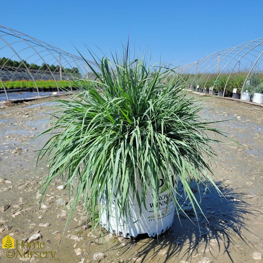 Andropogon x Prairie Winds® 'Blue Steel'