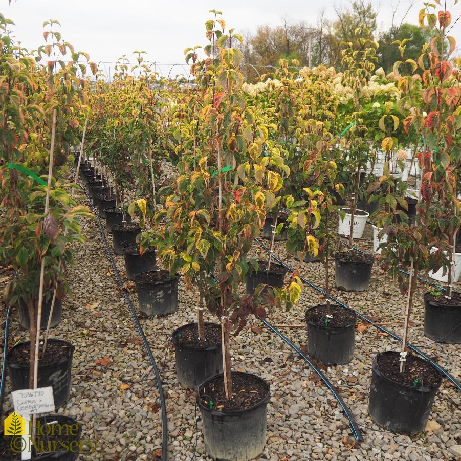 Cornus x kousa 'Celestial Shadow'