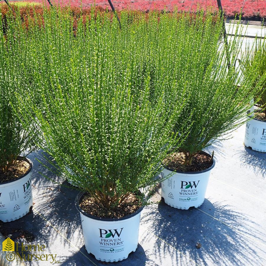 Cytisus scoparius Sister Redhead™ Scotch Broom from Home Nursery