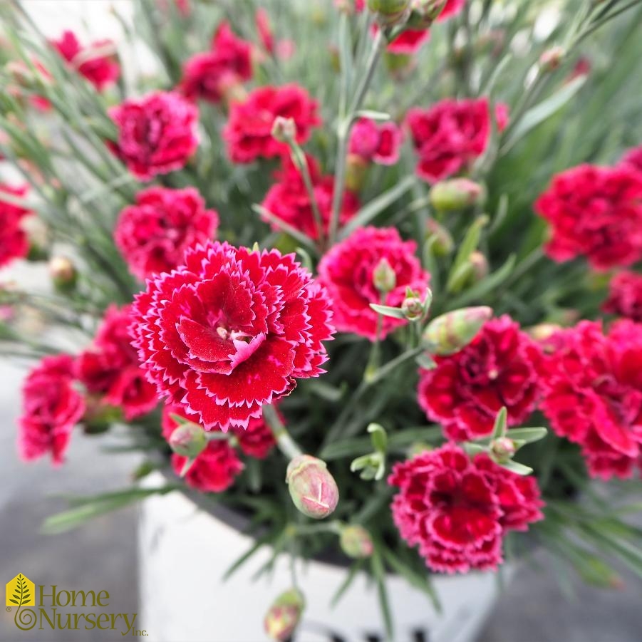 Dianthus x Fruit Punch® 'Black Cherry Frost'