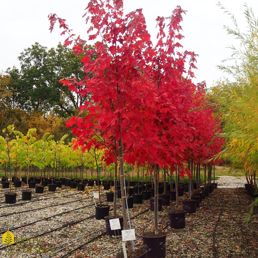 Acer x freemanii Matador™ Freeman Maple from Home Nursery