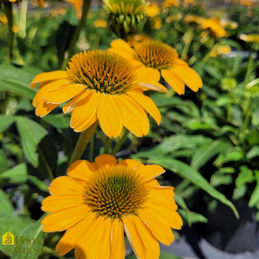 Echinacea x Sombrero® Granada Gold