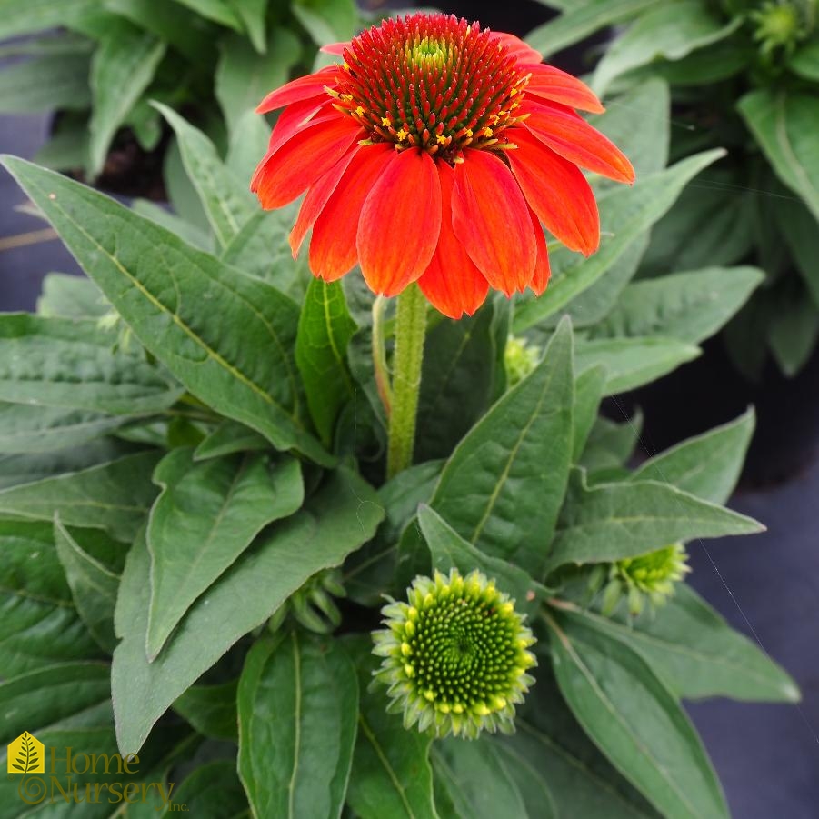 Echinacea x Sombrero Poco™ Hot Coral