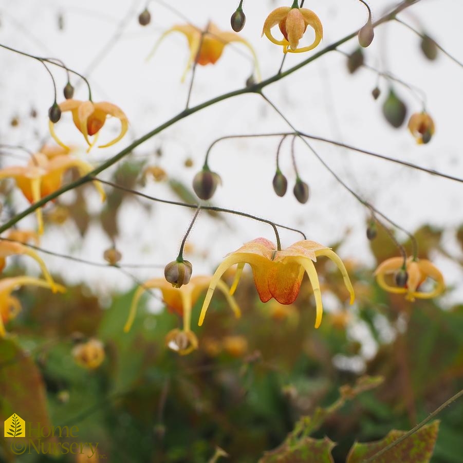 Epimedium x 'Amber Queen'