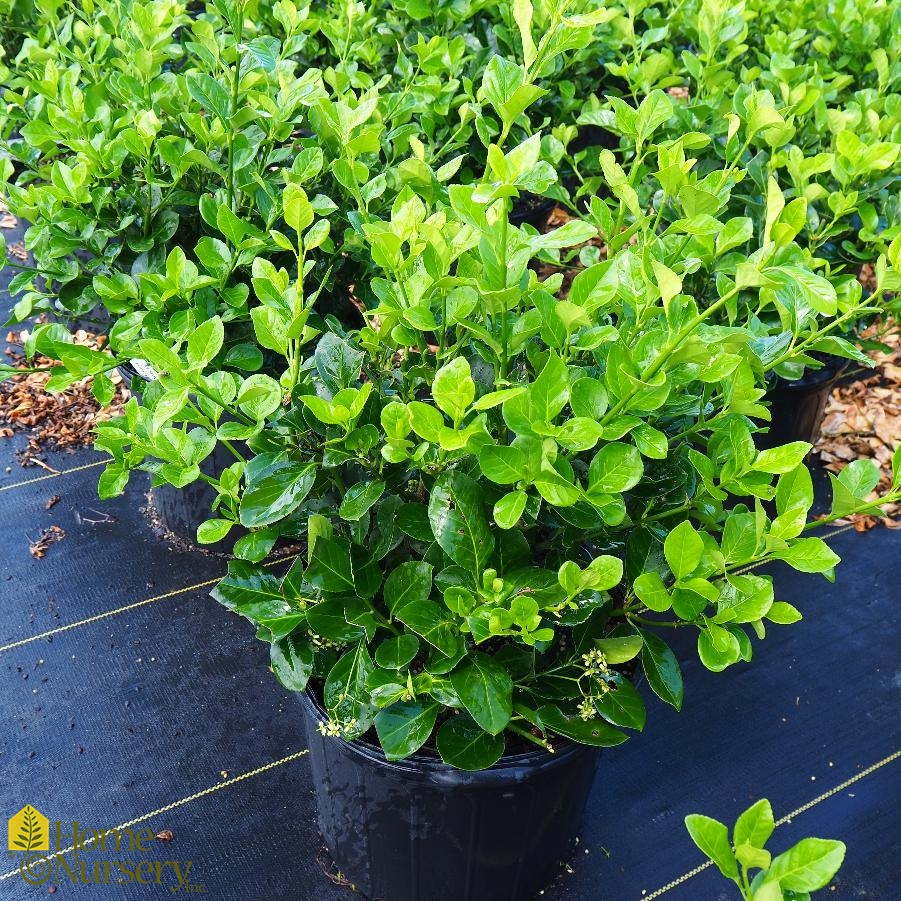 Euonymus kiautschovicus 'Manhatten'