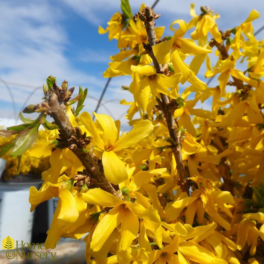 Forsythia x Show Off® Sugar Baby®