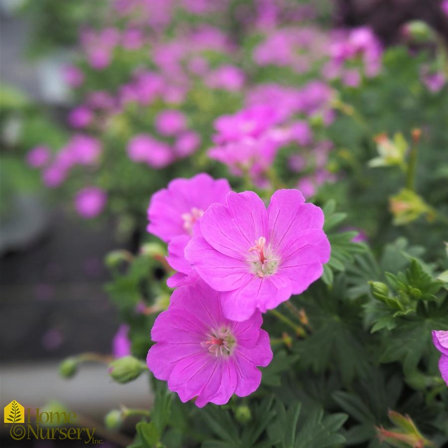 Geranium sanguineum 'Max Frei'