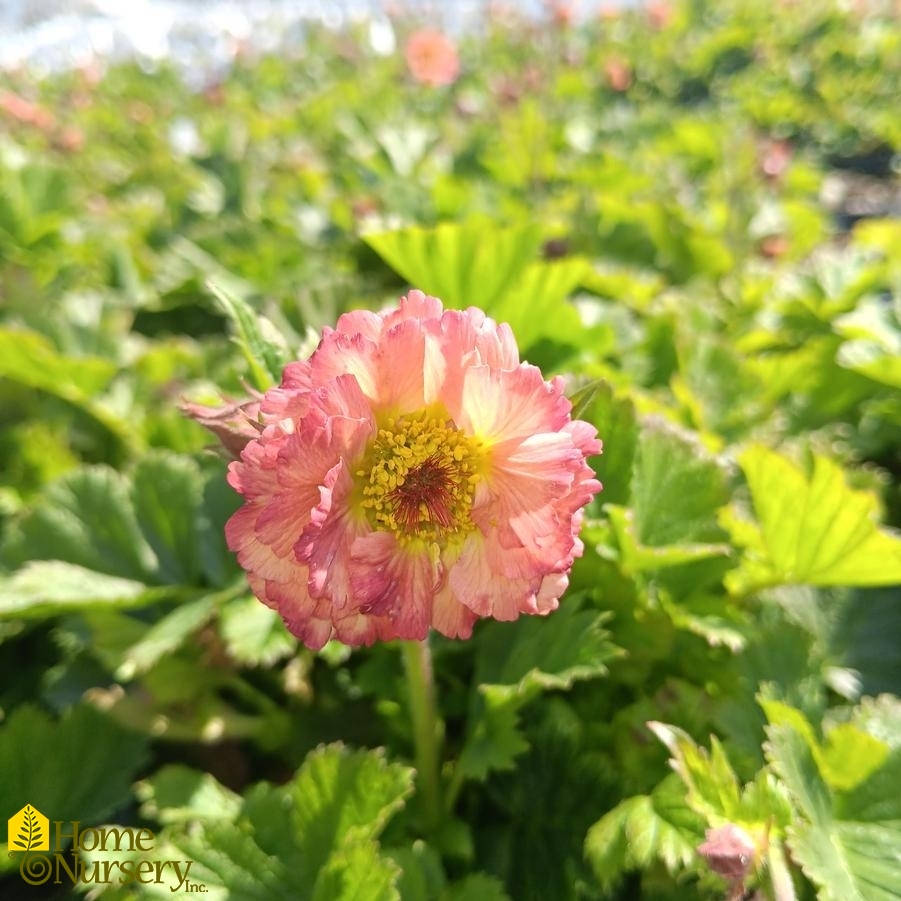 Geum x Cocktails™Mai Tai