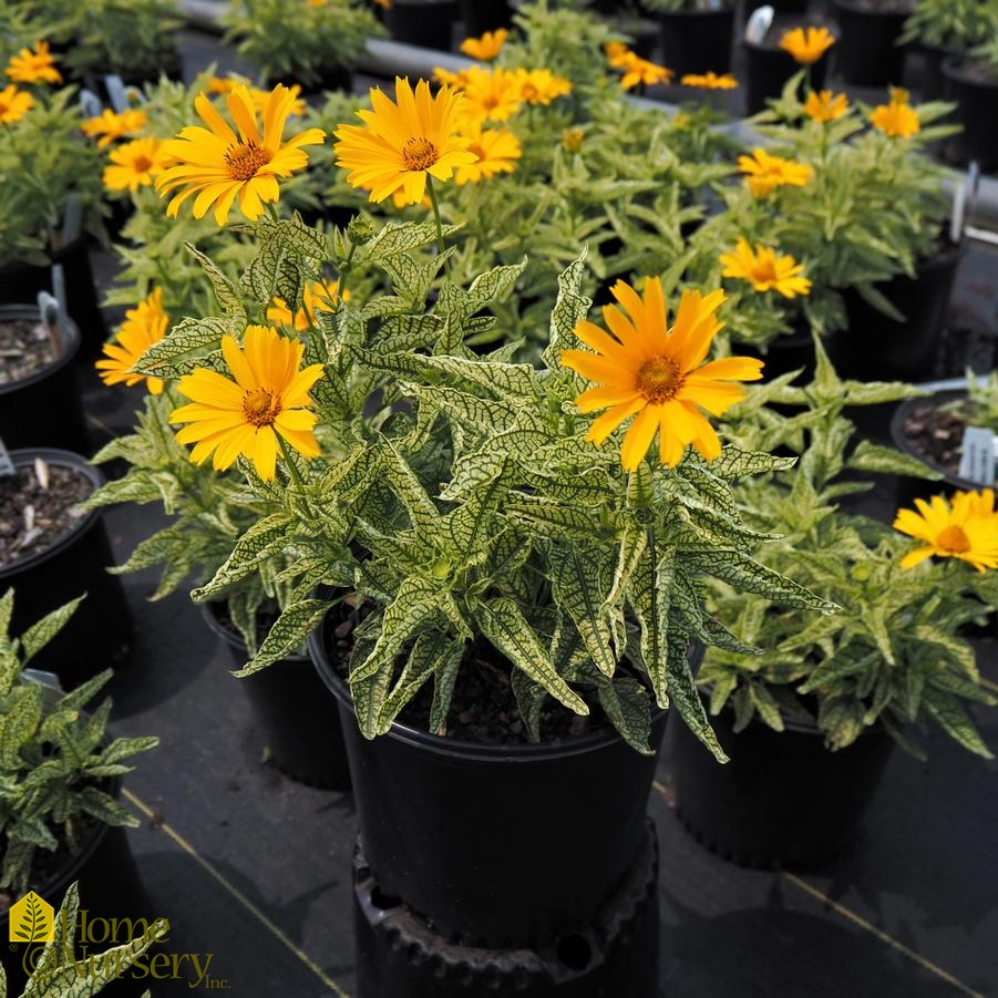 Heliopsis helianthoides 'Sunstruck'