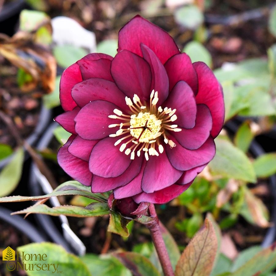 Helleborus x Wedding Party® True Love