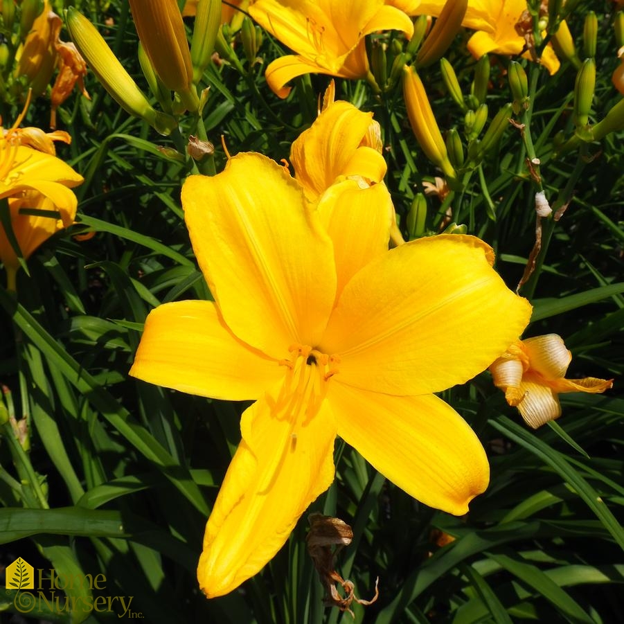 Hemerocallis Buttered Popcorn Daylily from Home Nursery