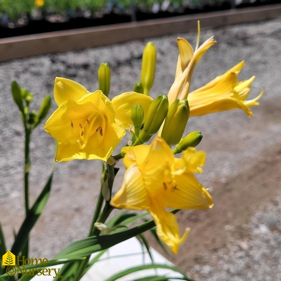 Hemerocallis 'Happy Returns'