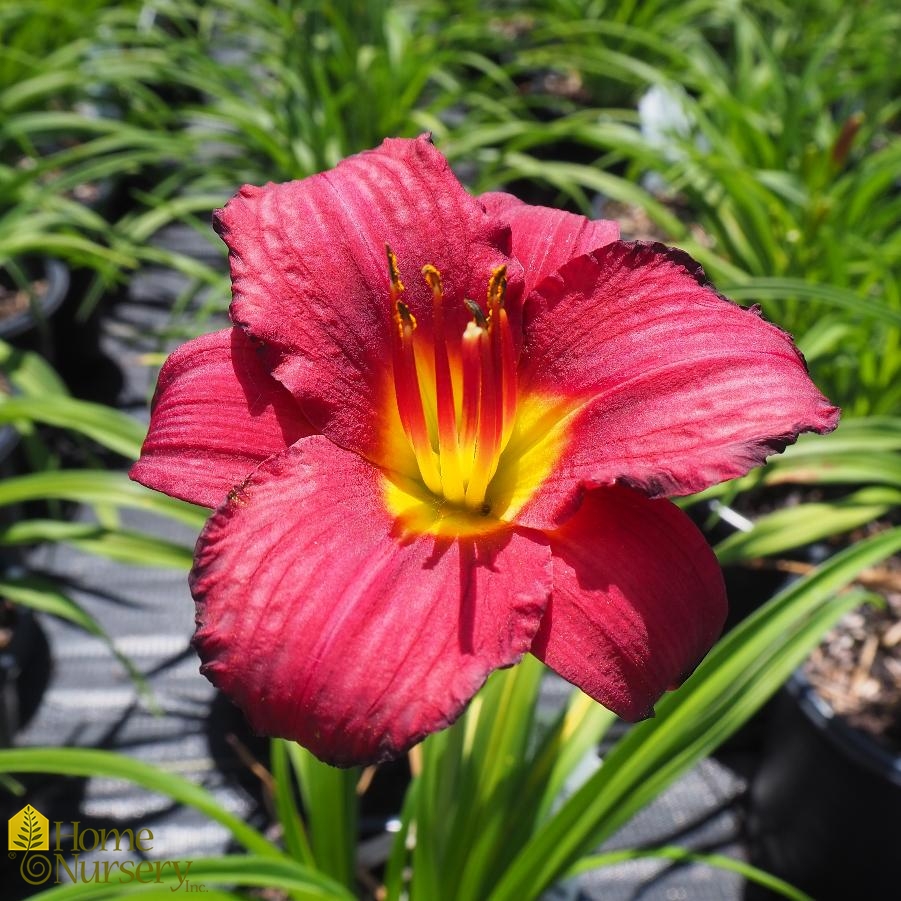 Hemerocallis 'Little Business'