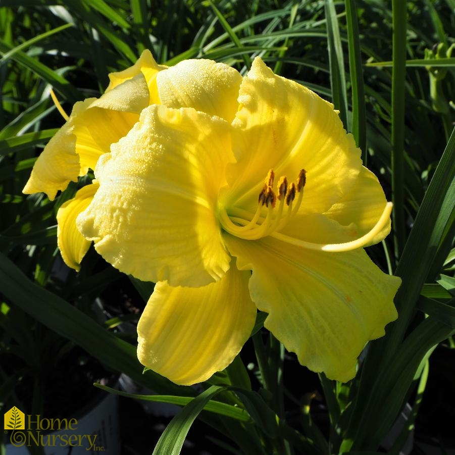 Hemerocallis Rainbow Rhythm® Going Bananas