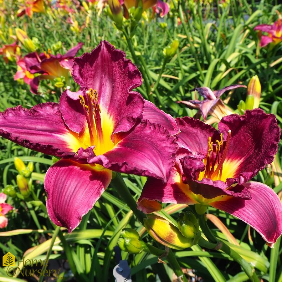 Hemerocallis Rainbow Rhythm® Nosferatu