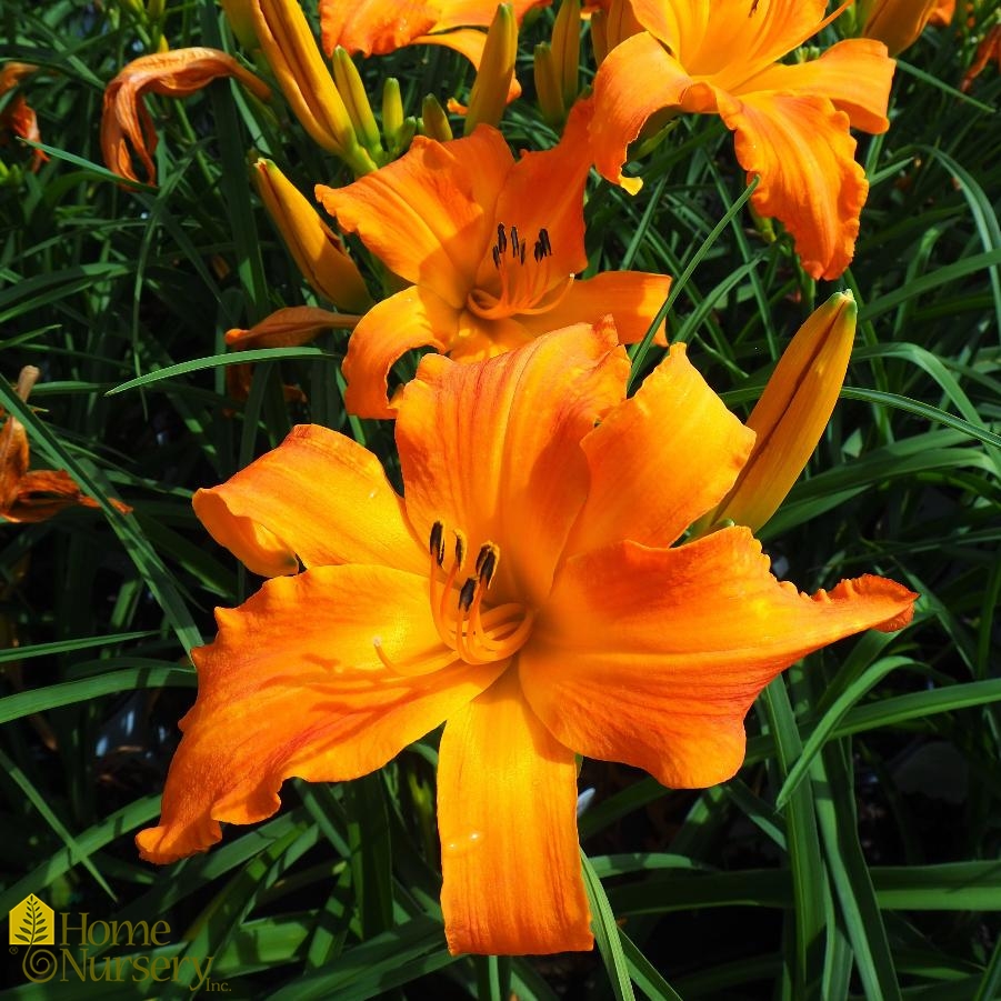 Hemerocallis Rainbow Rhythm® Primal Scream