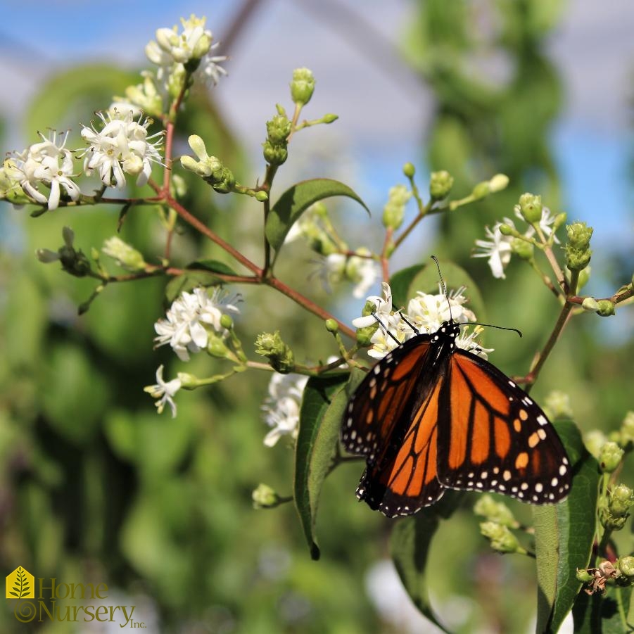 Heptacodium miconioides Temple Of Bloom®