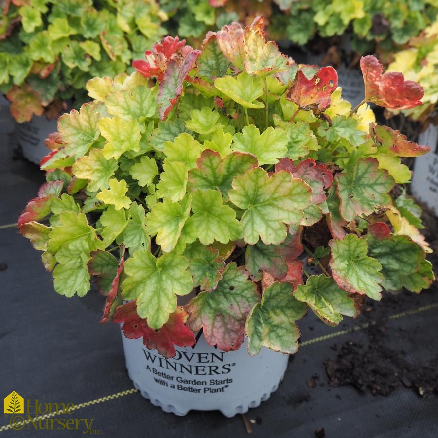 Heuchera x Dolce® 'Appletini'