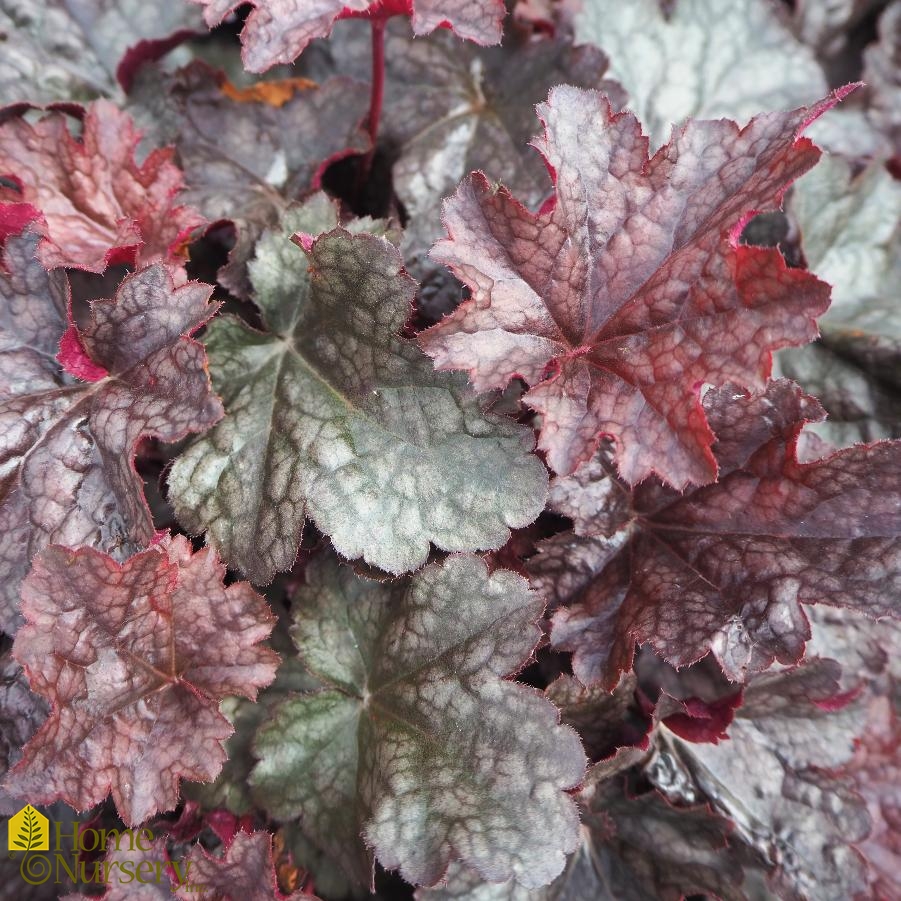 Heuchera x 'Plum Pudding'