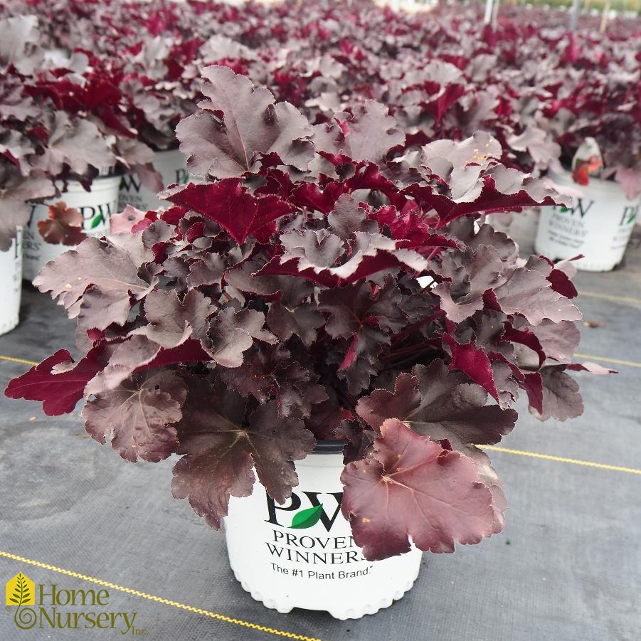 Heuchera x Primo® 'Black Pearl'