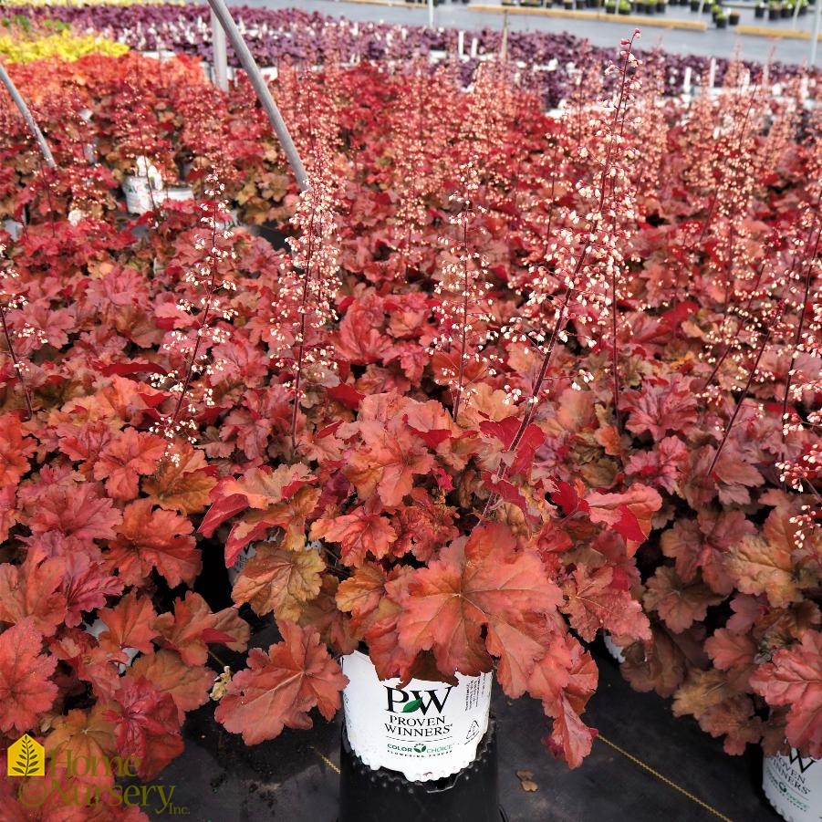 Heuchera x Primo® 'Mahogany Monster'