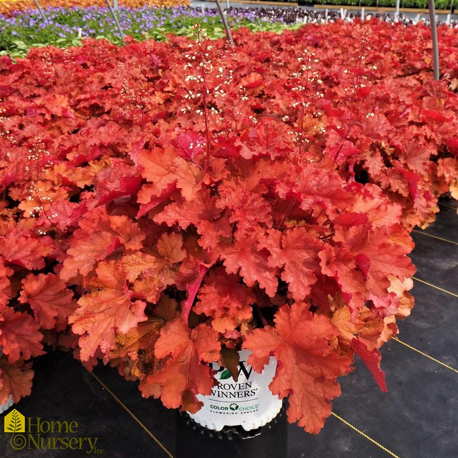 Heuchera x Primo® 'Peachberry Ice'