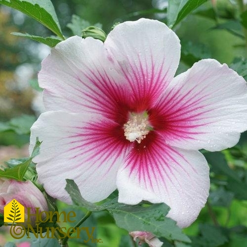 Hibiscus syriacus Paraplu Pink Ink™ Rose of Sharon from Home Nursery