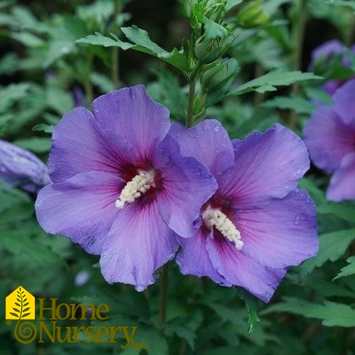 Hibiscus syriacus Paraplu Violet®