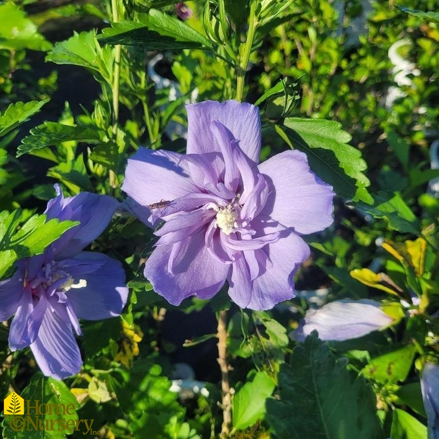 Hibiscus syriacus Blue Chiffon®