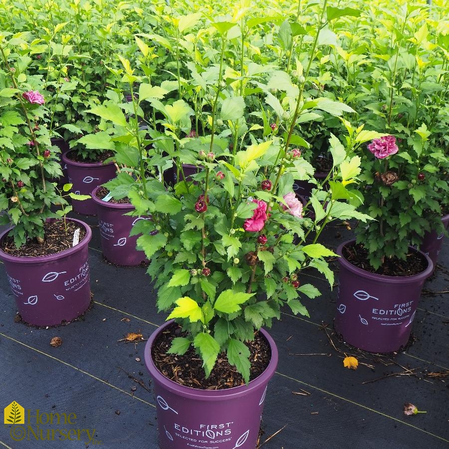 Hibiscus syriacus French Cabaret™Red