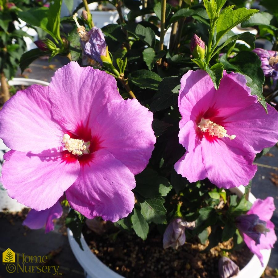 Hibiscus syriacus Lil' Kim® Violet