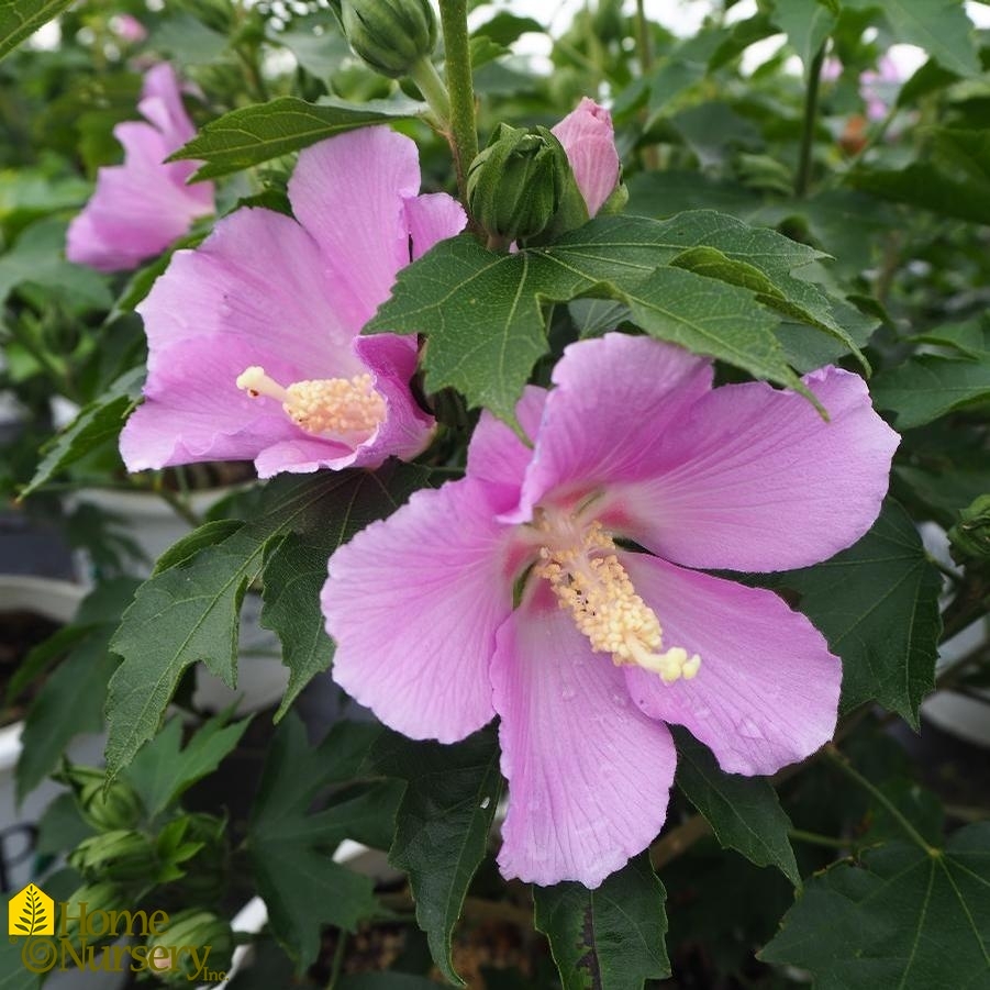 Hibiscus syriacus Pollypetite®