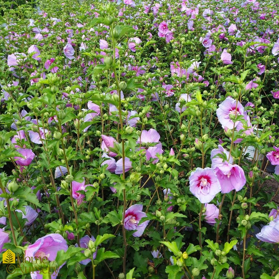 Hibiscus syriacus Lavender Chiffon®