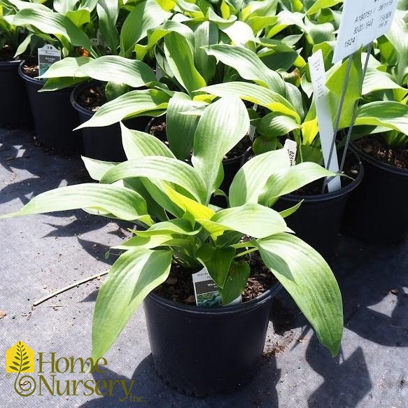 Hosta x 'Blue Angel'