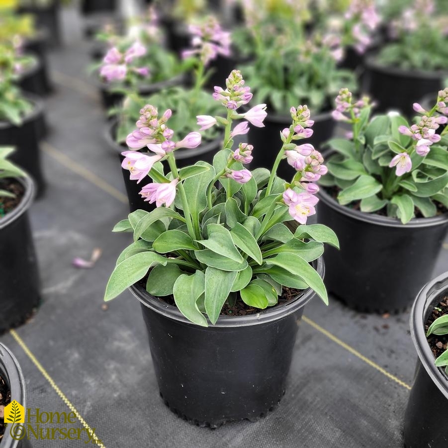 Hosta x 'Blue Mouse Ears'