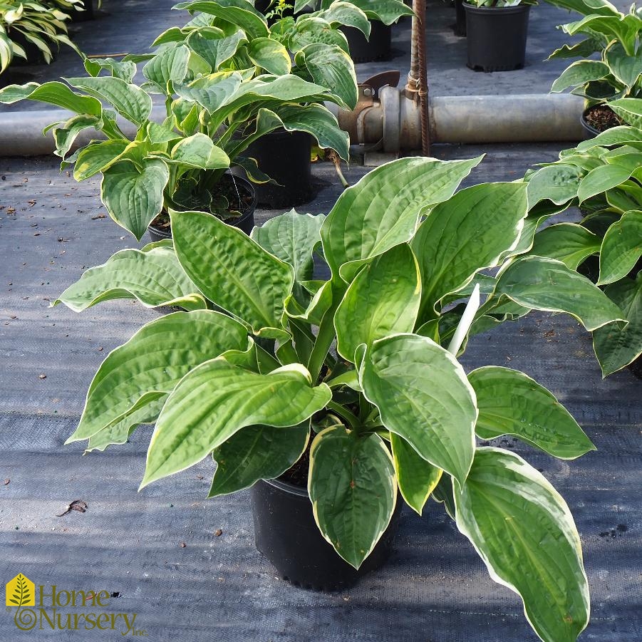 Hosta x 'Christmas Tree'