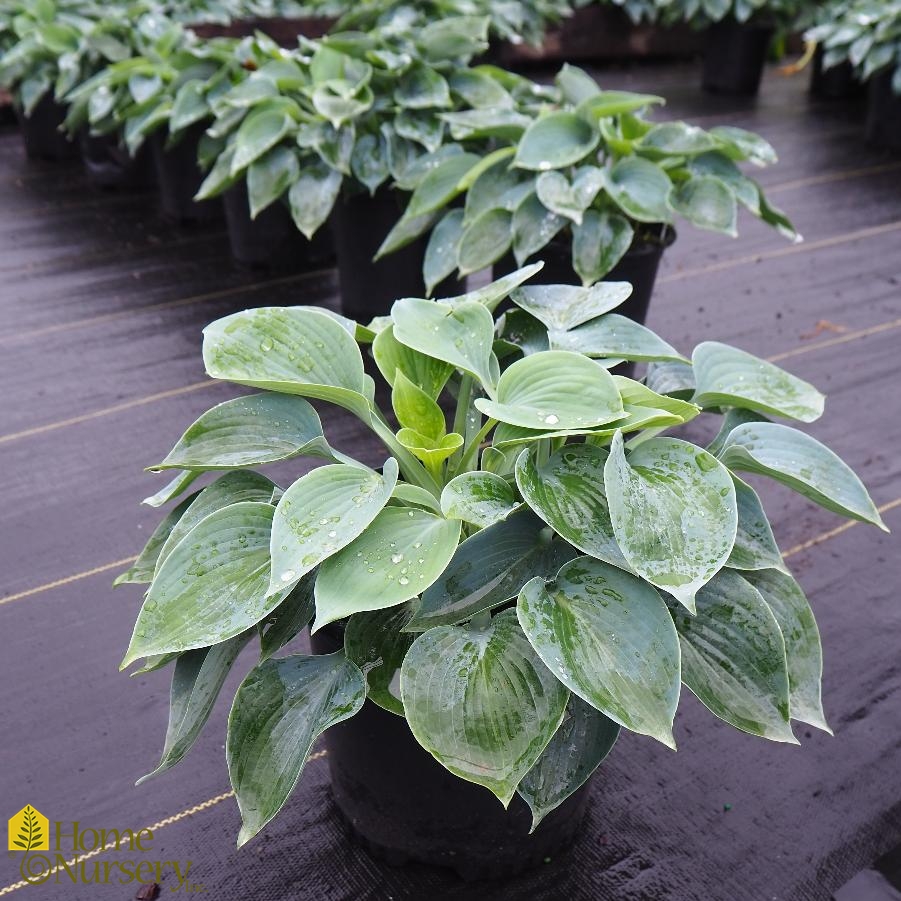 Hosta x 'Hadspen Blue'